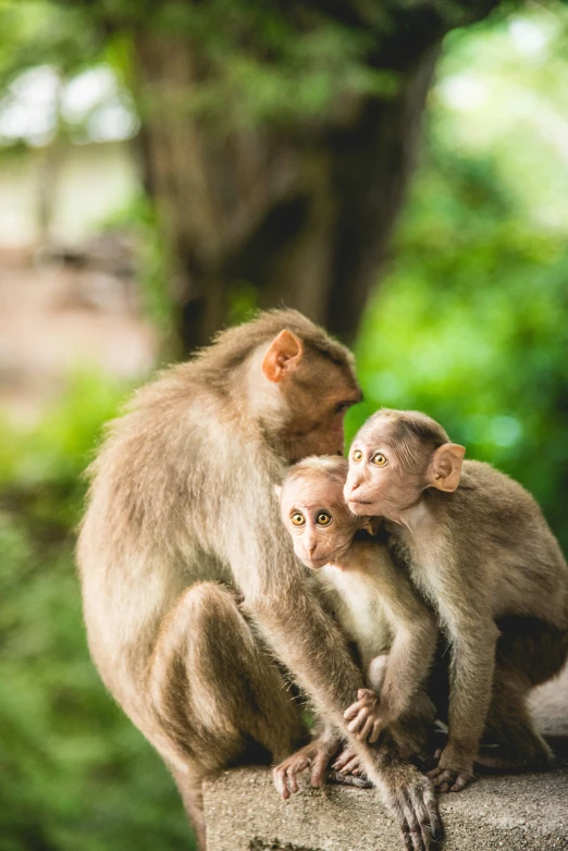 two monkeys sitting on top of a cement structure