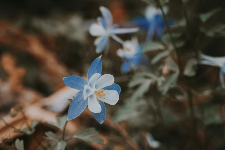 small blue flowers in the woods on some leaves