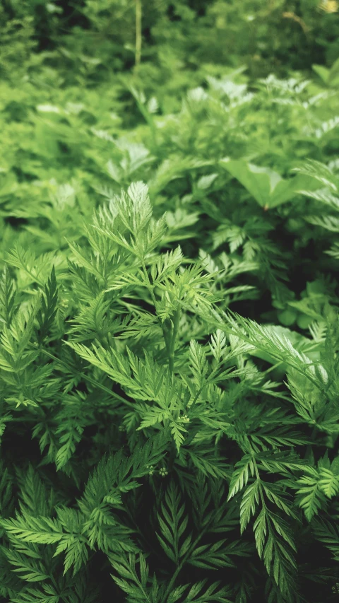 green plants grow in the woods on a sunny day