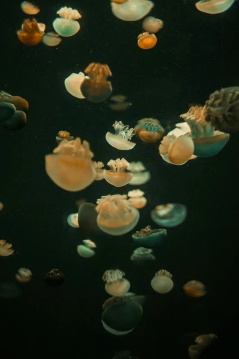 the ocean anemones are floating through the dark water