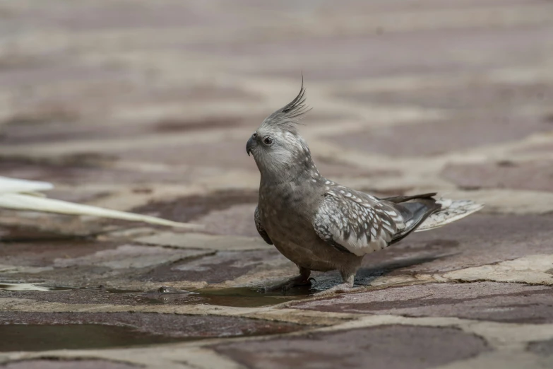 two birds standing next to each other on a stone walkway