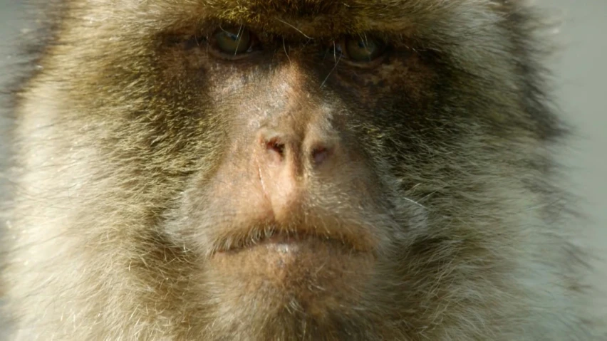 this is an image of a monkey's face