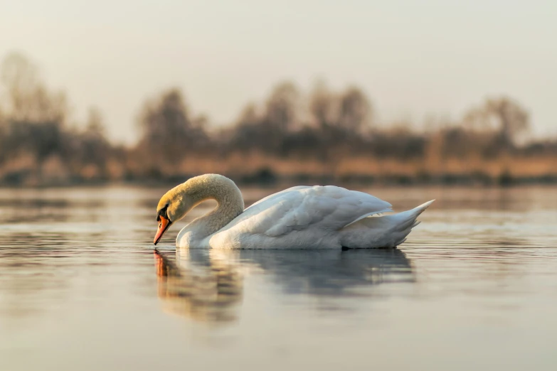 two swans swimming on the water near each other