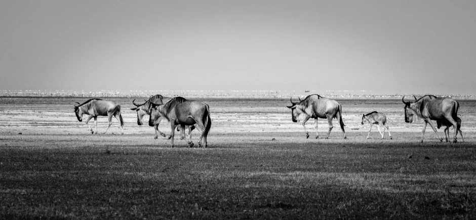 several horned animals in a black and white pograph