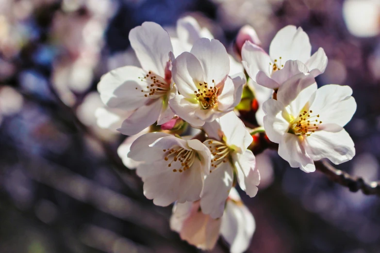 closeup of an almond blossom