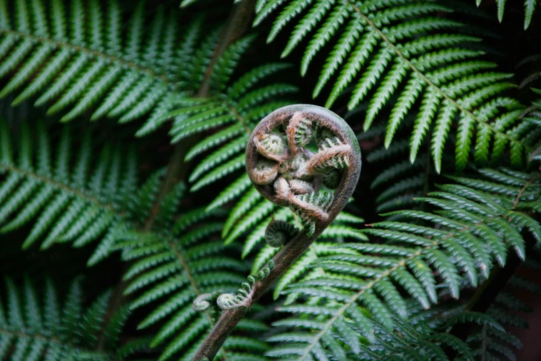 some very pretty looking plants with green leaves