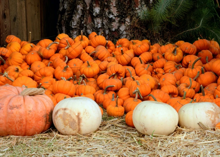 a pile of pumpkins and squash on some straw
