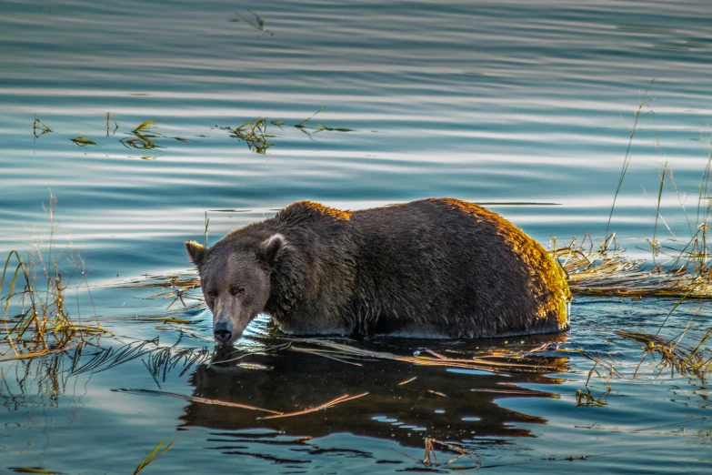 the bear is munching on soing in the water