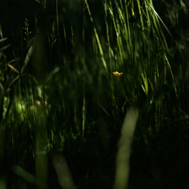 a yellow flower sits in some grass