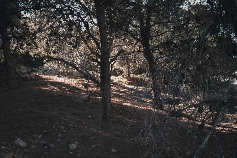 a forest is seen through the nches of many trees