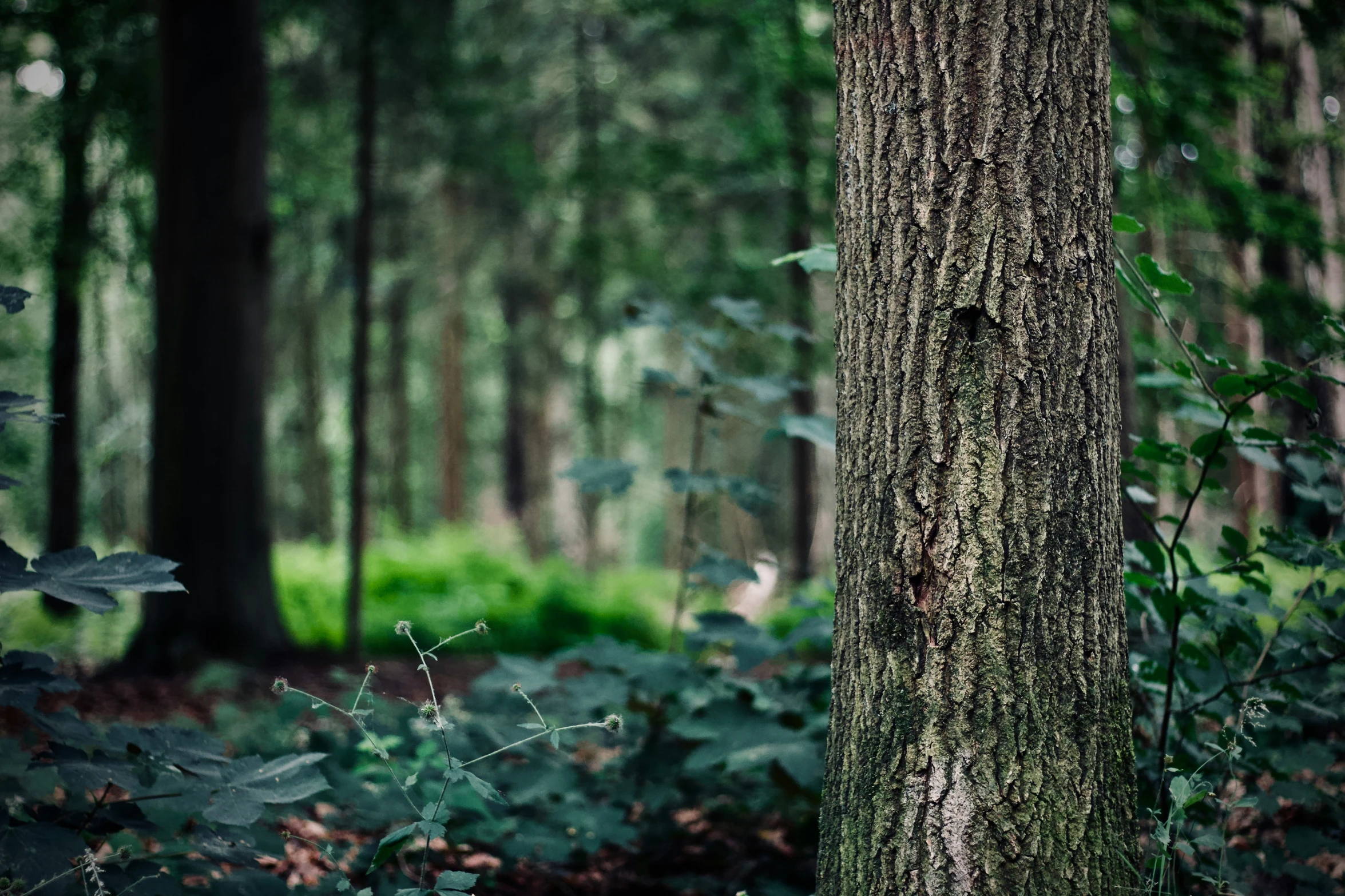 the woods have an oddly shaped spot where trees are arranged