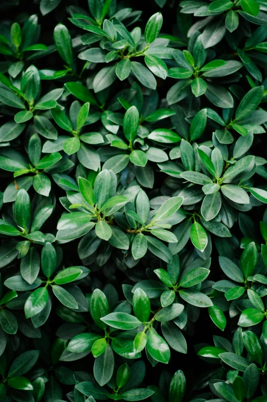 close - up view of the leaves on a green plant