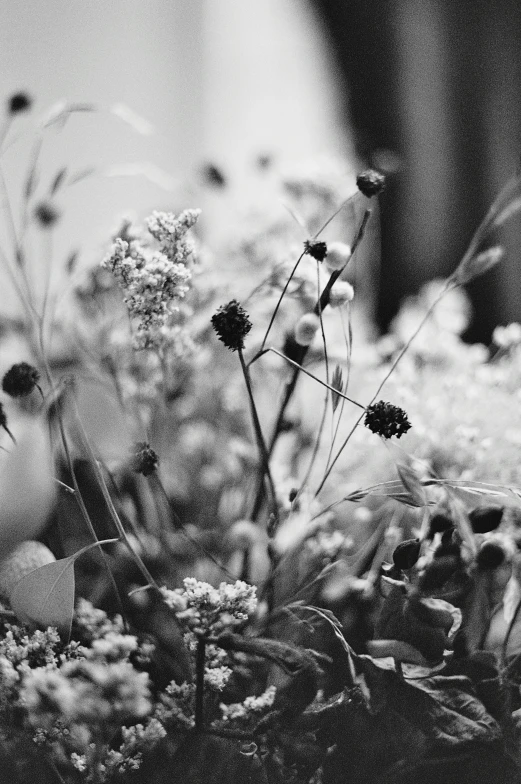 a po taken of some plants in a field