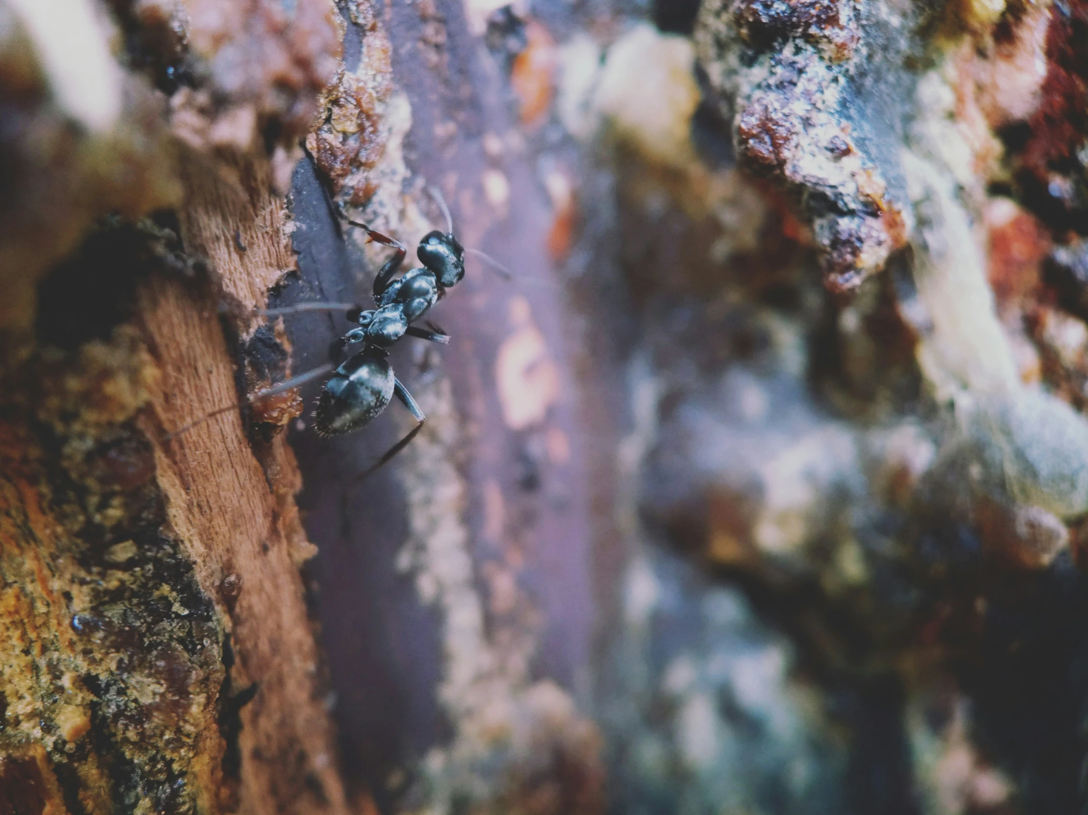 a fly is shown close up on the tree