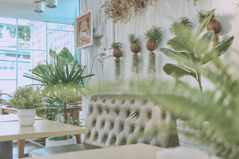 a row of pots with plants on a wall