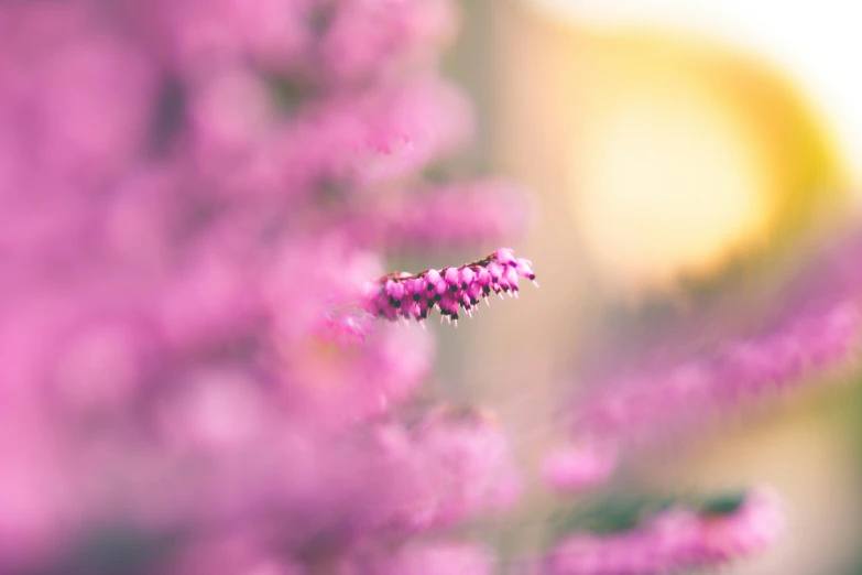 the top flowers of this bush are pink