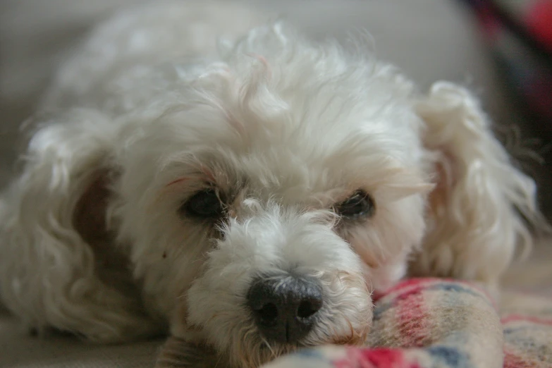 a closeup view of a white puppy looking over a blanket