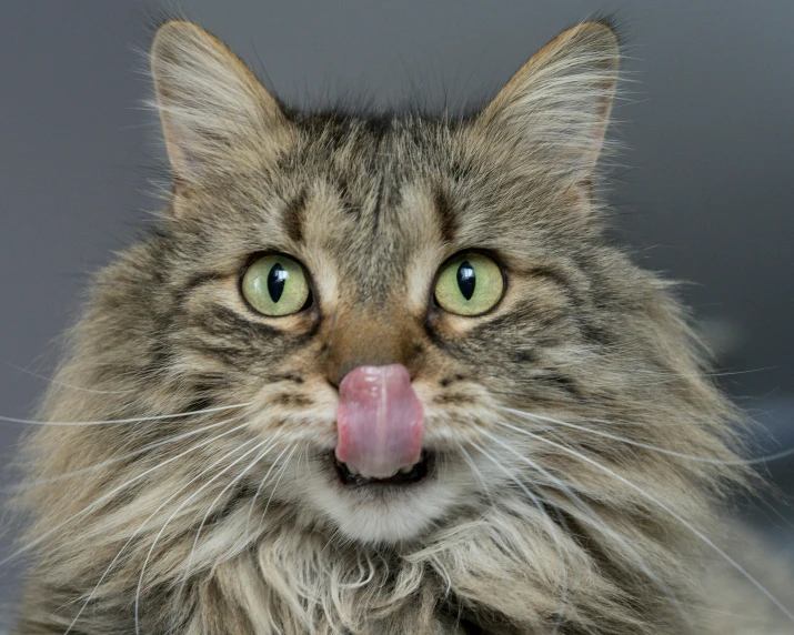 a very long haired cat sticking out its tongue