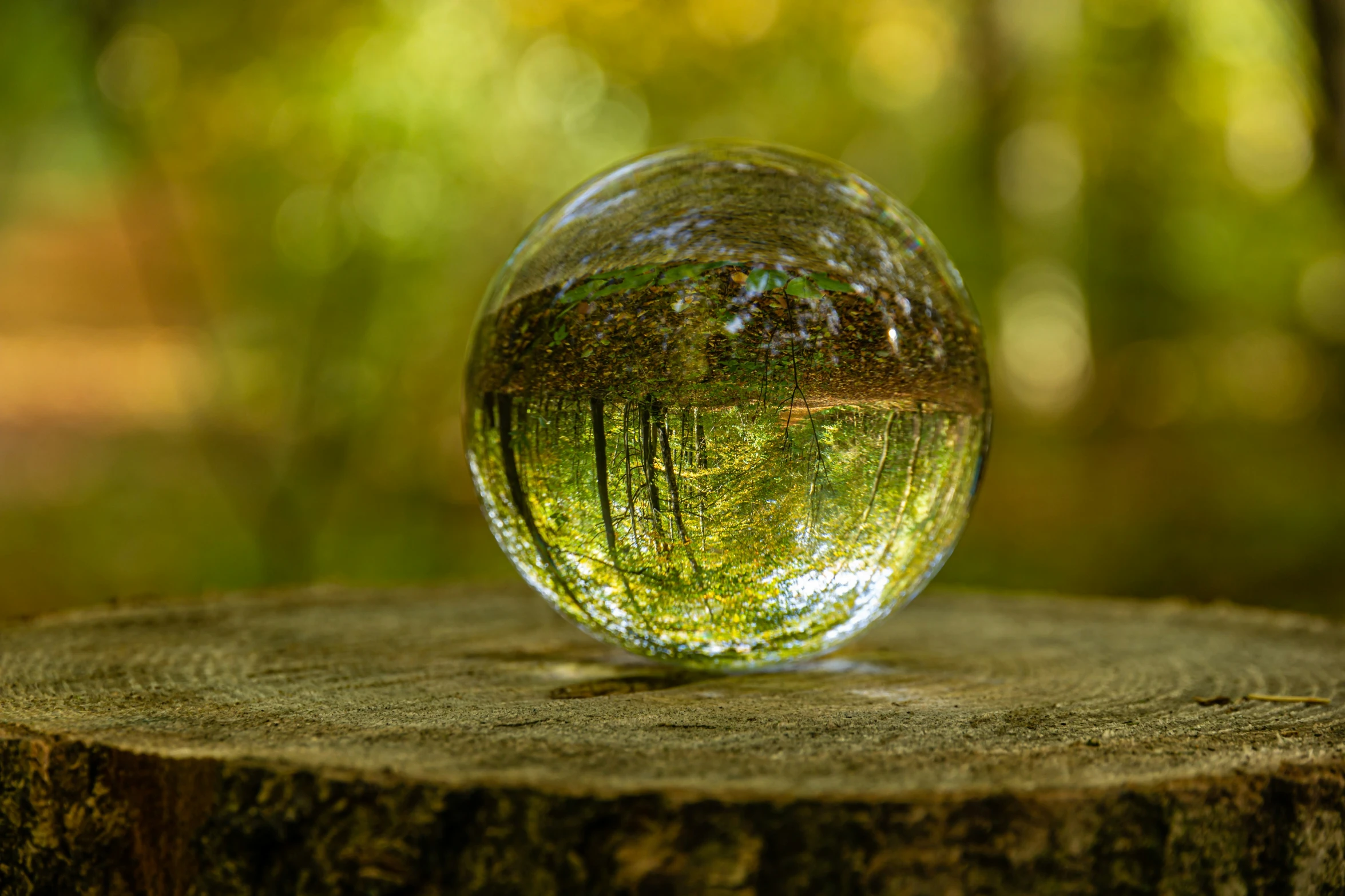 a glass ball is sitting on a stump in the middle of the forest