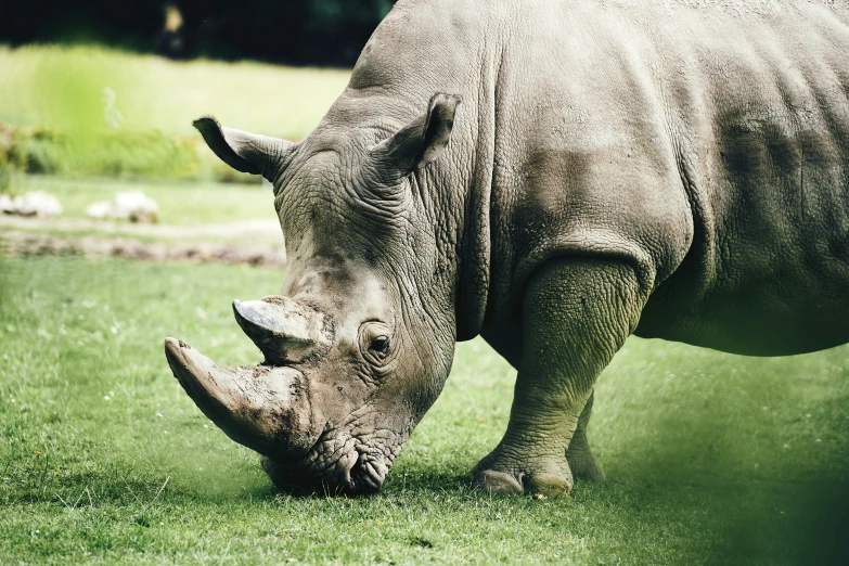 a rhinoceros with its front legs crossed grazing in an enclosure