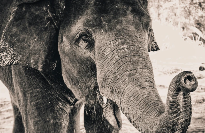 an elephant has its trunk curled up near the head of a baby elephant