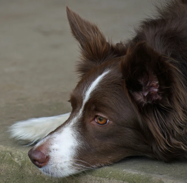 a brown and white dog resting on the floor