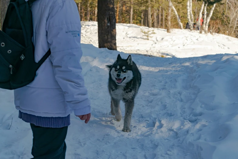 a husky dog with it's mouth open walking through the snow