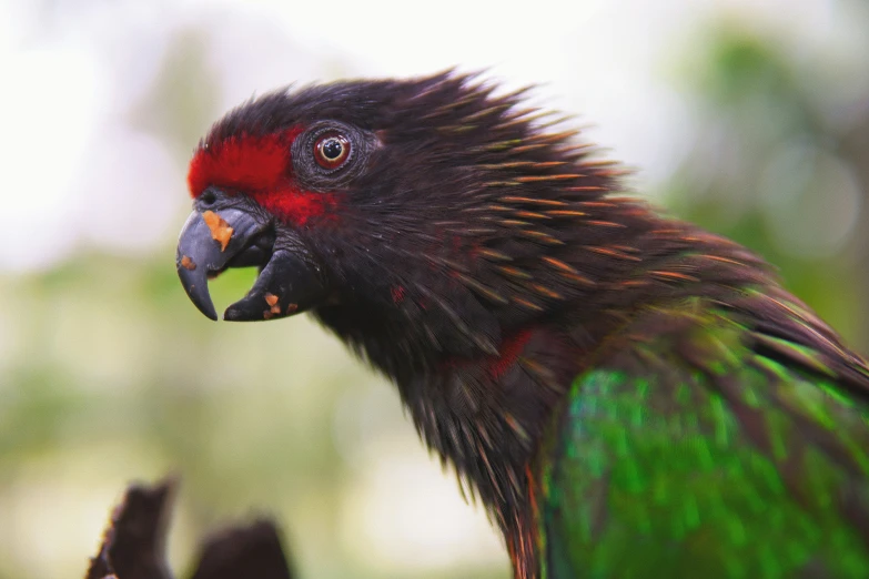 a bird with a black, red and green feathers on his head