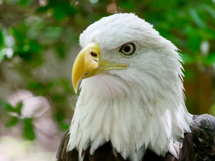 a white and black eagle with an orange beak