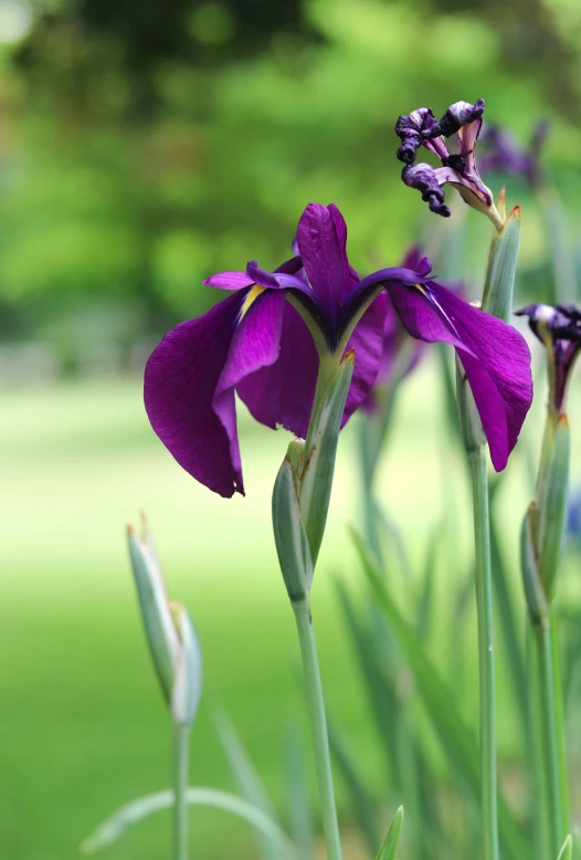 a flower in purple is seen near a field
