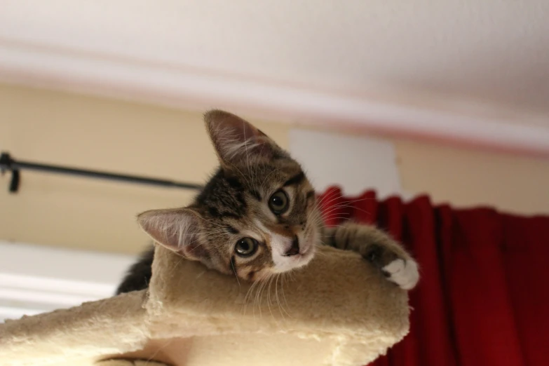 a cat is on top of a scratching post