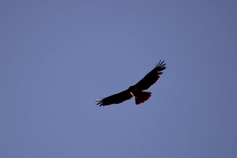 a large bird of prey soaring through the air