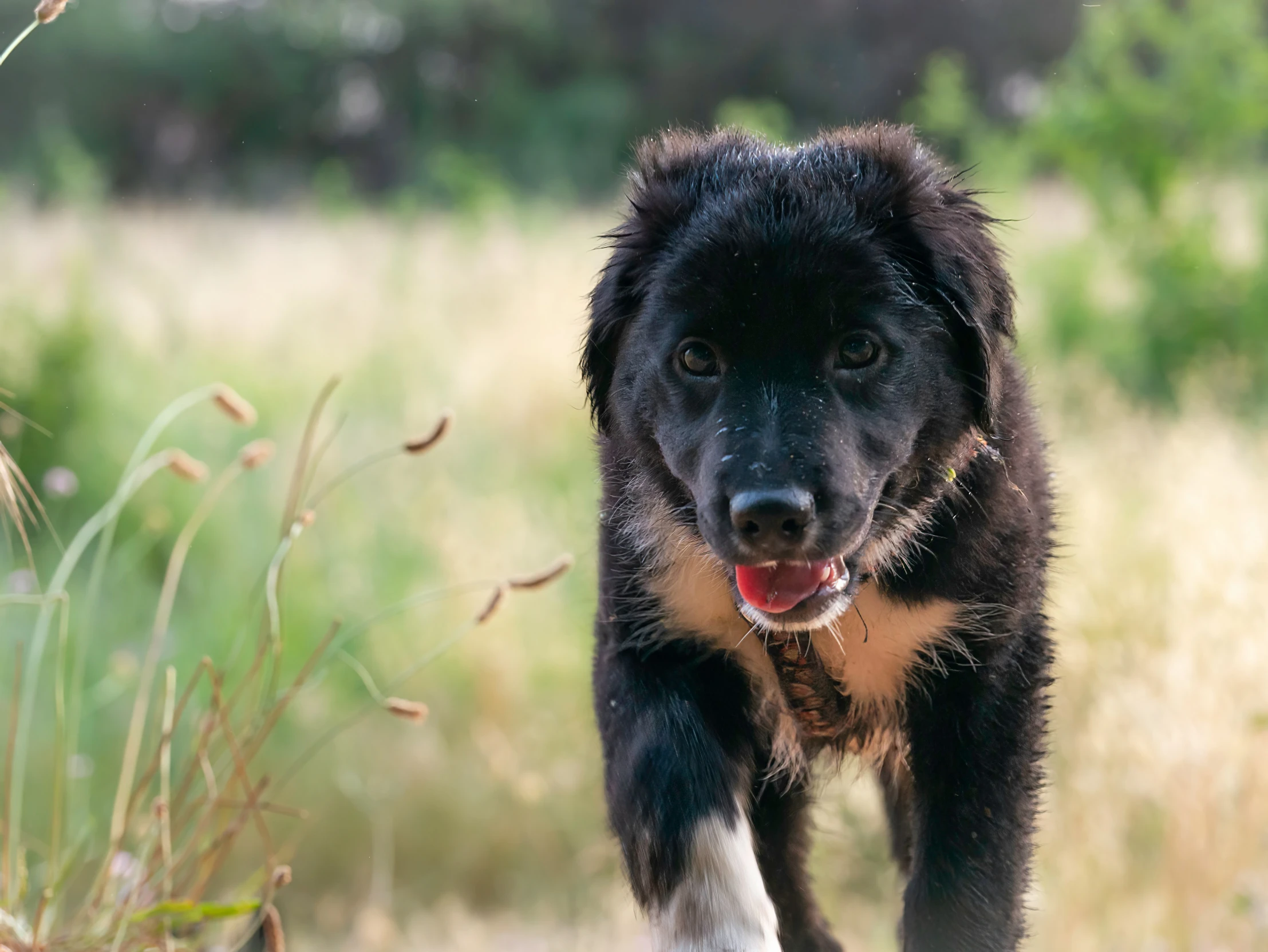 a black and brown dog walking across a grass covered field