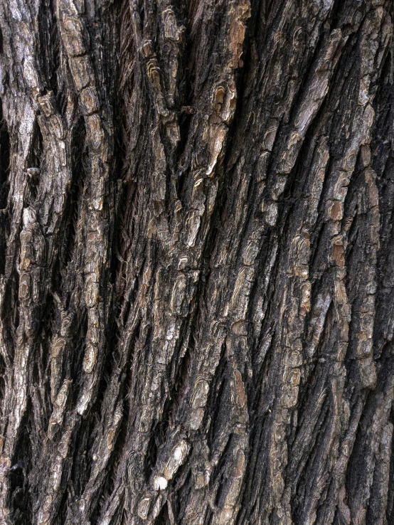 an image of tree bark texture