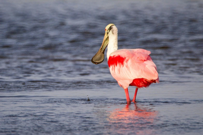 a bird with a long beak is on a wet surface