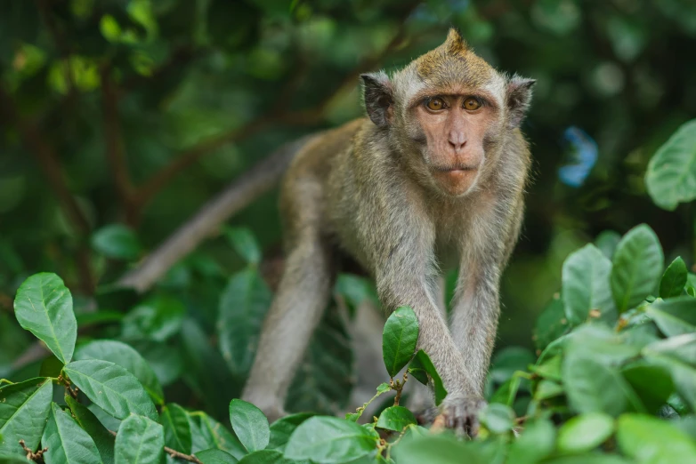 the monkey is standing among the foliage and the tree