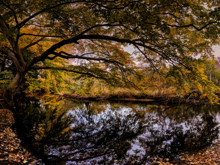 water surrounded by trees and leaves in autumn