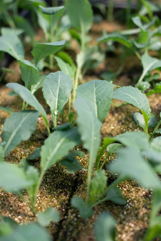 a view of some very young plants in a garden