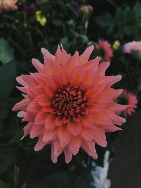 a large pink flower sitting in the center of flowers