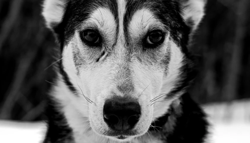 an adorable husky dog stares into the camera