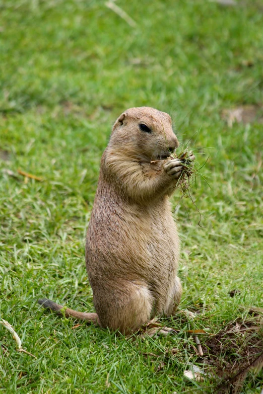 a small animal sitting on top of a green field