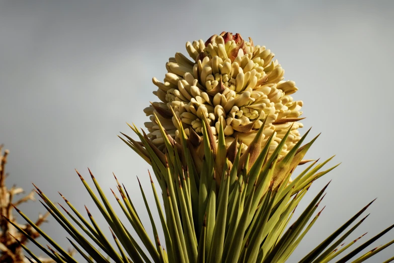 there are two white flower heads of a plant