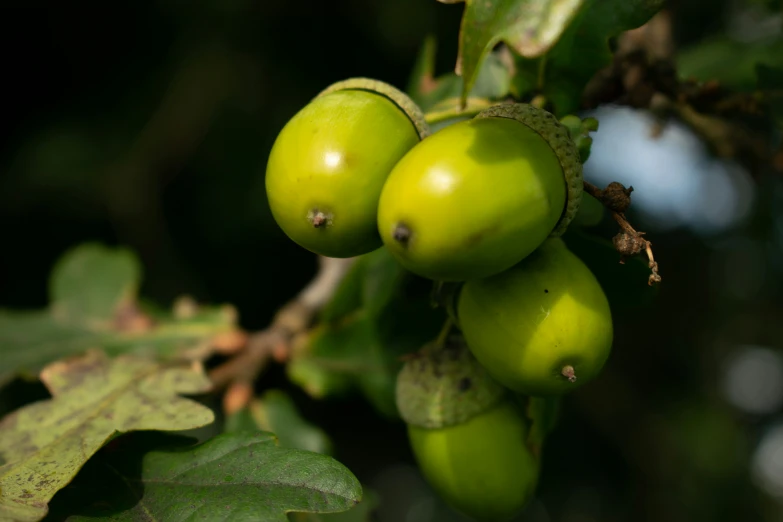 three small round fruit on a green tree
