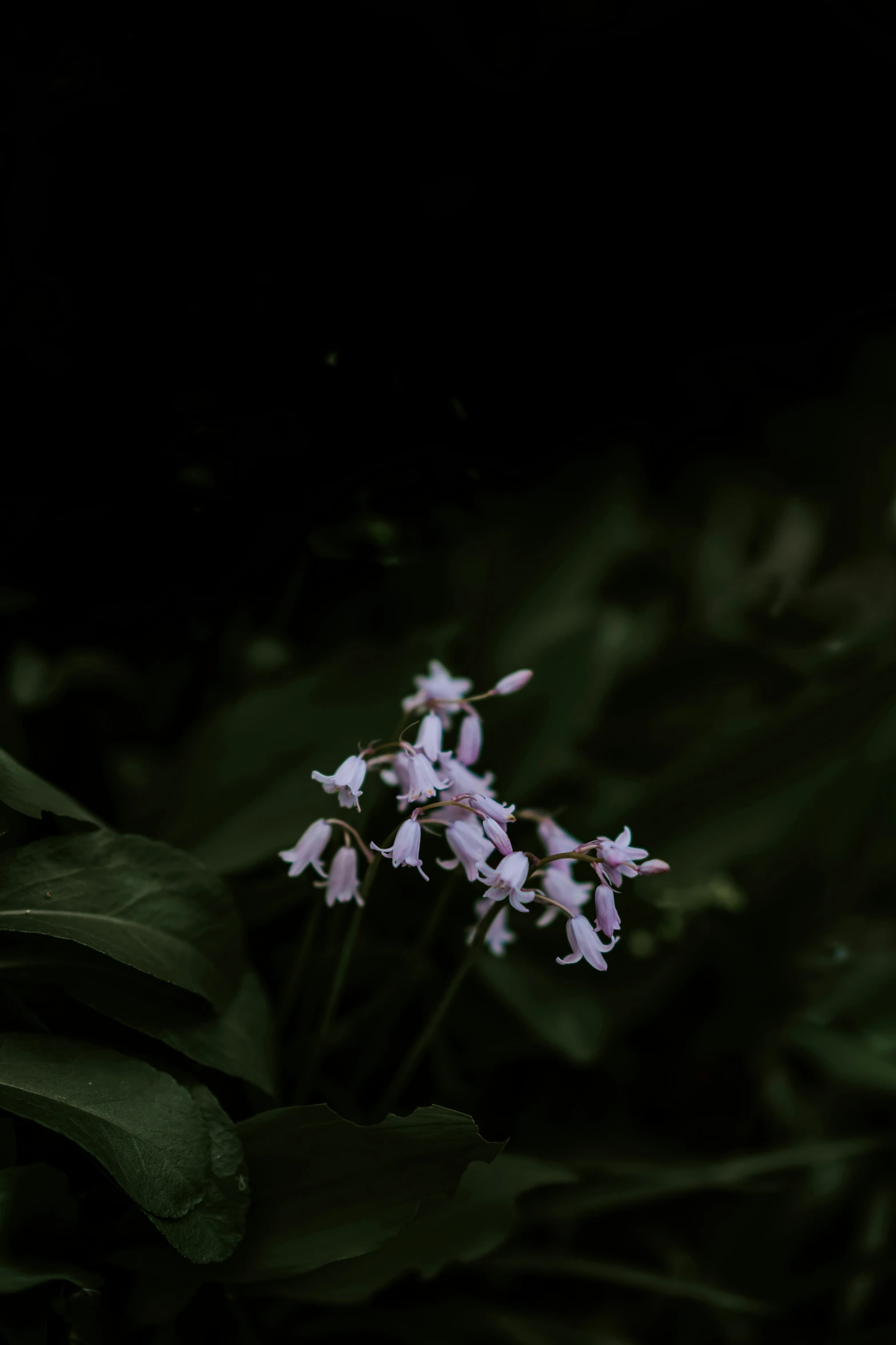 small white flowers sitting on top of green leaves