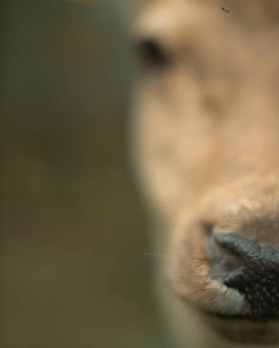 the nose of a dog staring intently