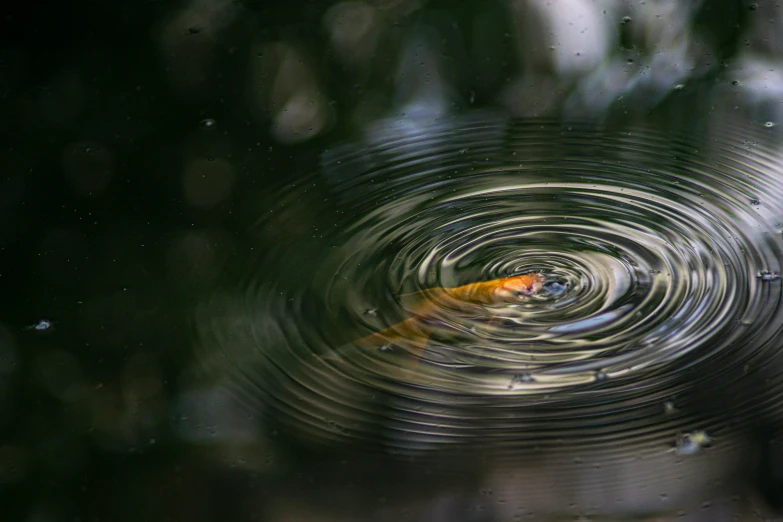 a goldfish pokes its head out of the water