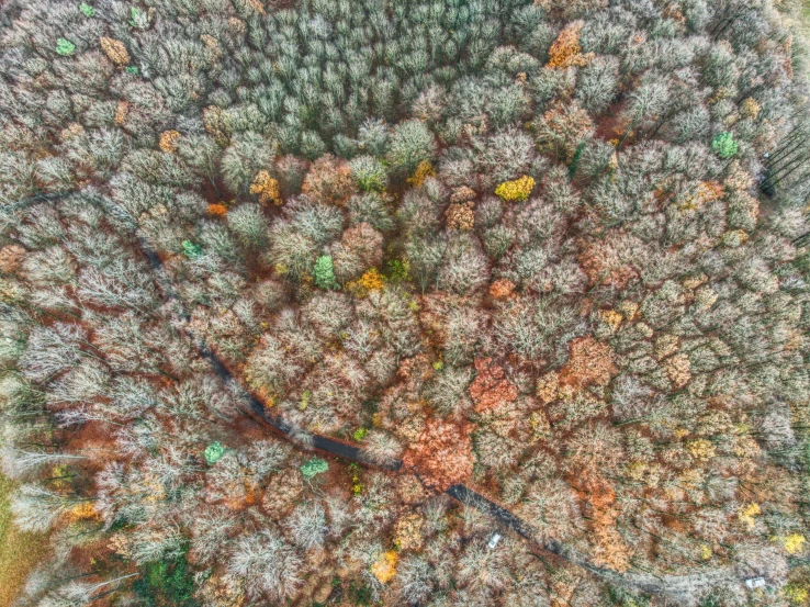 aerial view of some very colorful trees