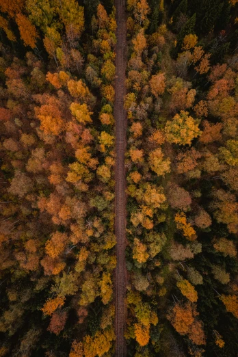 aerial view of trees and street in autumn