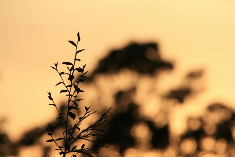 tree silhouettes on a yellow and brown background with a sky