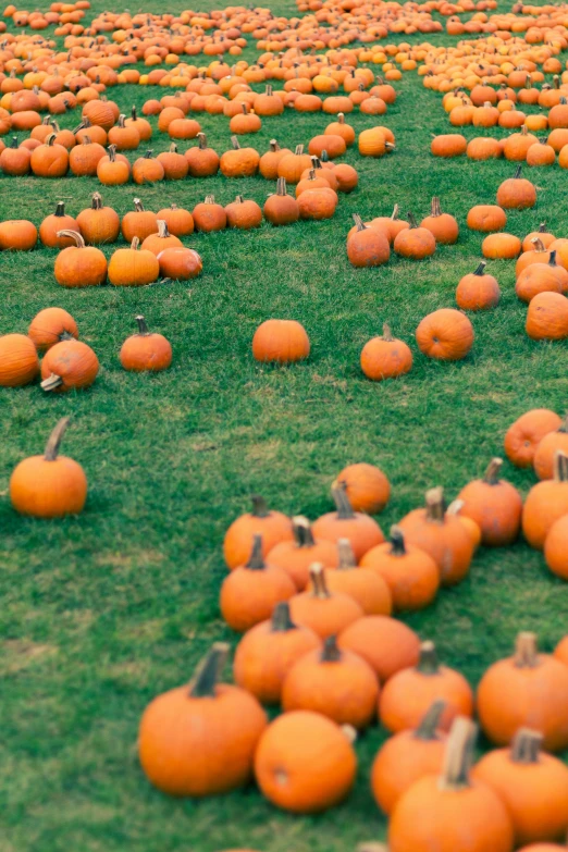 rows of pumpkins and poles lay on green grass